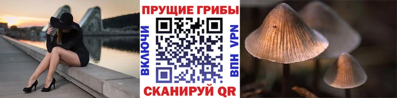 Псилоцибиновые грибы GOLDEN TEACHER  Новошахтинск 